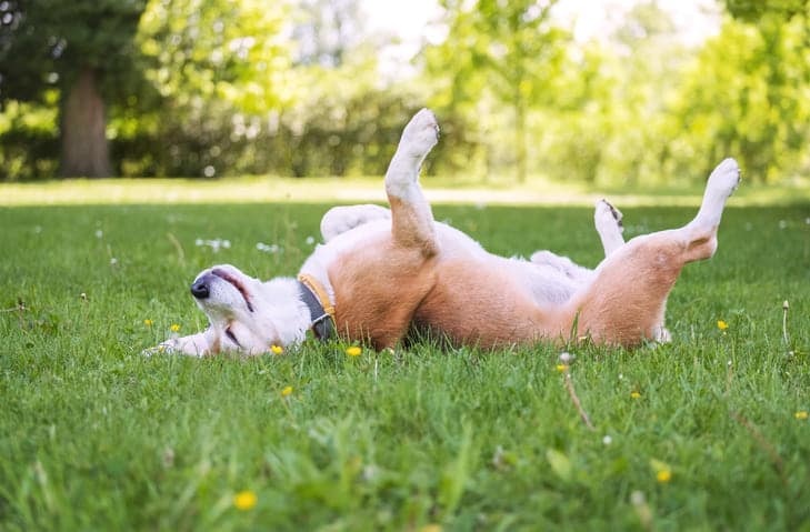 Hund spielt vergnügt auf Hundespielwiesen Vogelsbergkreis.