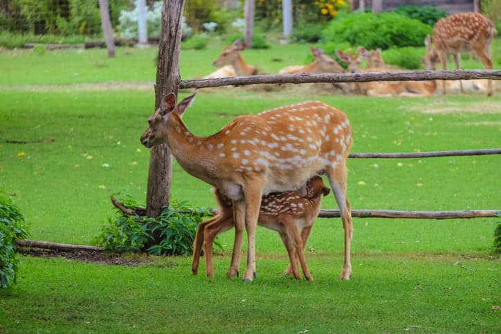 Wildparks Vogelsbergkreis