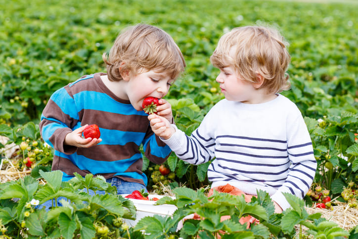 Erdbeeren zum Selbstpflücken in der Region Vogelsberg